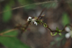 Oenothera simulans