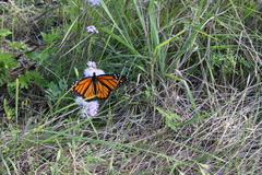 Danaus plexippus