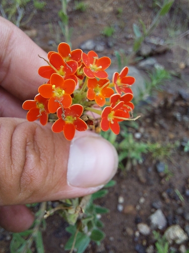 Glumicalyx goseloides, photograph 5