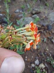 Glumicalyx goseloides