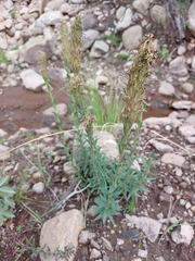 Glumicalyx goseloides