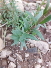 Glumicalyx goseloides