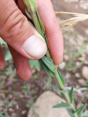 Glumicalyx goseloides