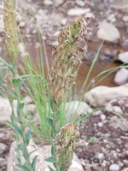 Glumicalyx goseloides