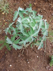 Geranium pulchrum