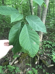 Magnolia acuminata