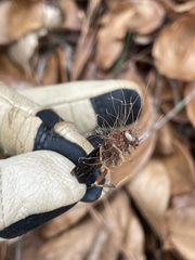 Ophiocordyceps humbertii