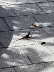 Agama picticauda image