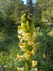 Pedicularis ascendens