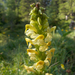 Pedicularis ascendens - Photo (c) dsteward, some rights reserved (CC BY-NC), uploaded by dsteward