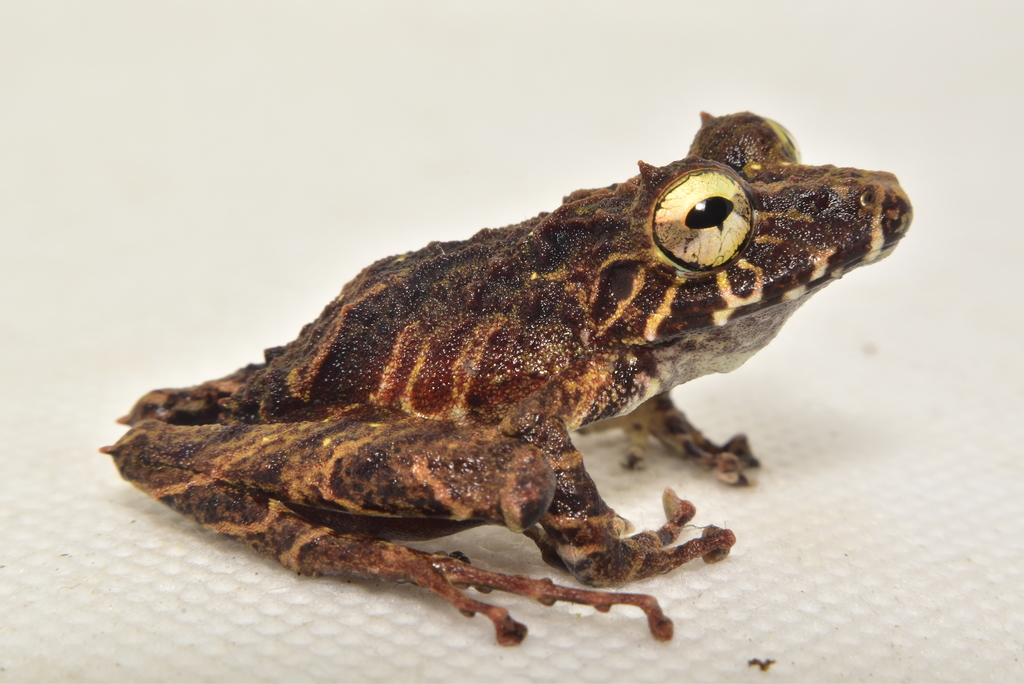 Afro Rainfrog