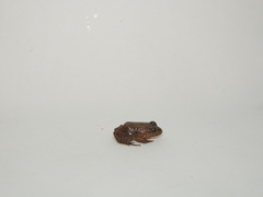 Leptodactylus ventrimaculatus