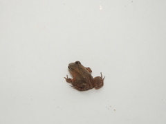 Leptodactylus ventrimaculatus