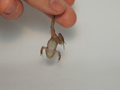Leptodactylus ventrimaculatus
