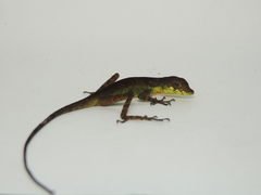 Anolis gracilipes