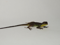 Anolis gracilipes