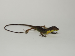 Anolis gracilipes