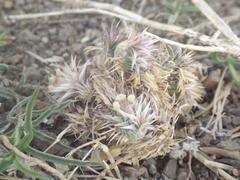 Lepidagathis trinervis