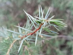 Juniperus communis communis