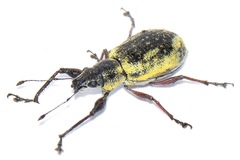 Galapaganus howdenae