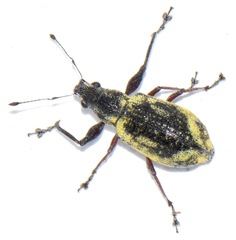 Galapaganus howdenae