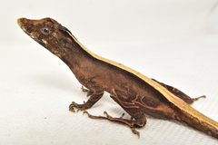 Anolis lyra