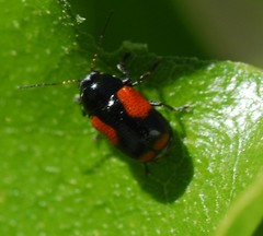 Cryptocephalus quadruplex