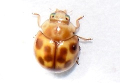 Cyrea tessulata