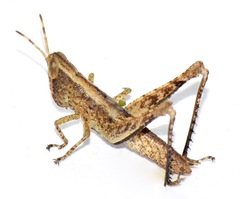 Maculiparia rotundata