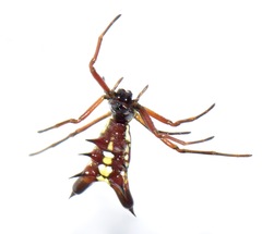 Micrathena pichincha