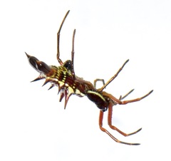 Micrathena pichincha