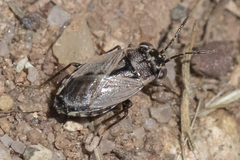 Geocoris bullatus