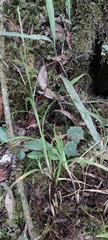 Carex hamata