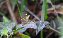 Episcada hymenaea