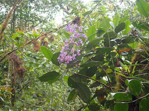 Epidendrum pajitense C.Schweinf. 4