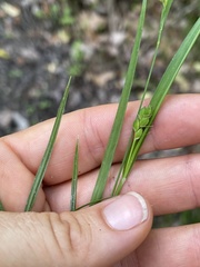 Carex thornei