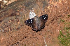 Polygonus savigny