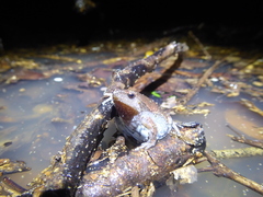 Gastrophryne elegans