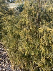 Thymelaea