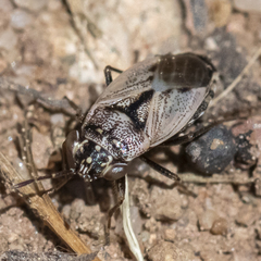 Geocoris bullatus