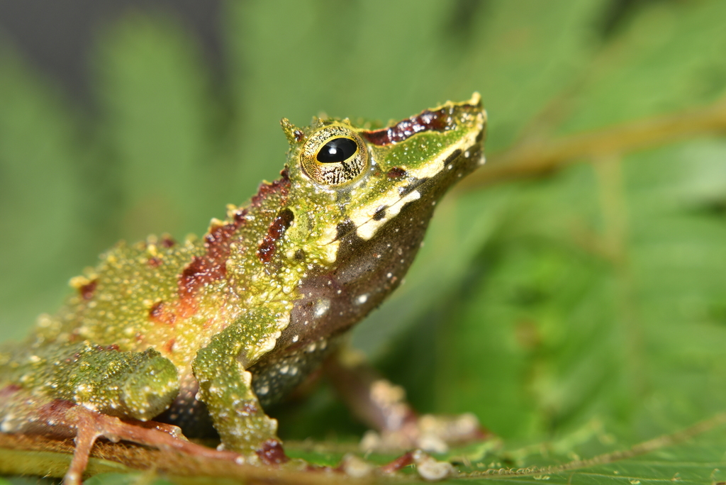 Greenish-Red Rainfrog