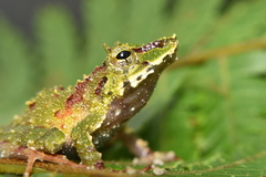 Pristimantis rufoviridis