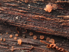 Orbilia xanthostigma