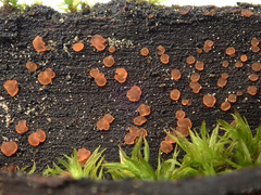 Orbilia xanthostigma