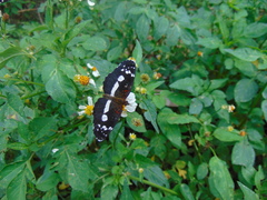 Castilia