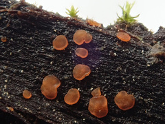 Orbilia xanthostigma