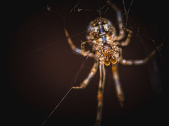 Parasteatoda tepidariorum