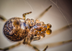 Parasteatoda tepidariorum