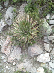 Agave filifera