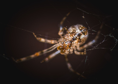 Parasteatoda tepidariorum